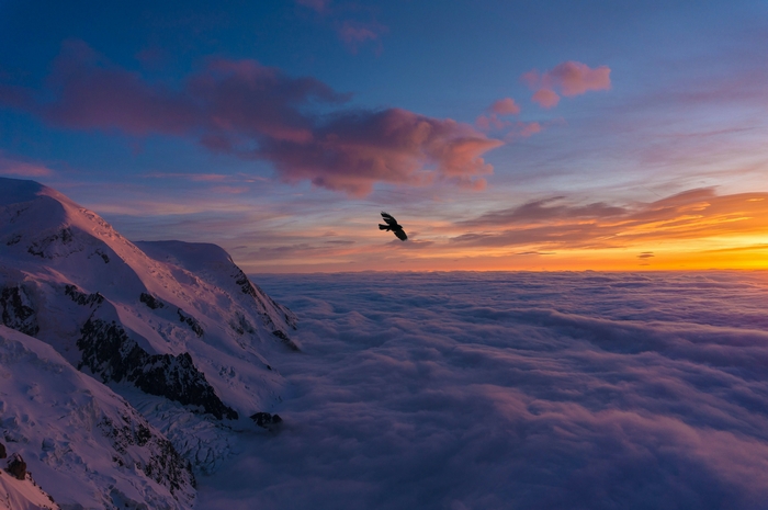 Eagle flying above Sea of Clouds at Sunset, Refuge des Cosmiques