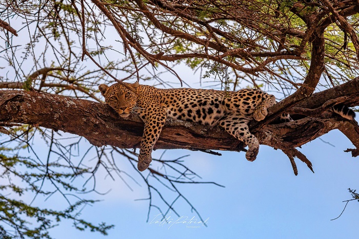 Big Cat Leopard resting on a tree branch