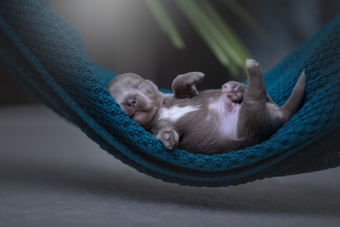 Cute puppy sleeping peacefully in a knitted hammock