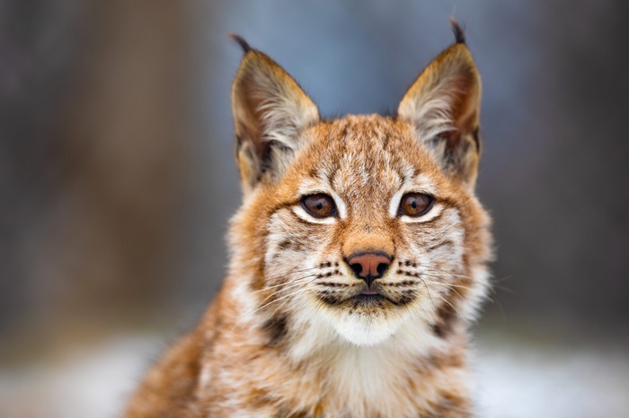 Close-up portrait of a Lynx