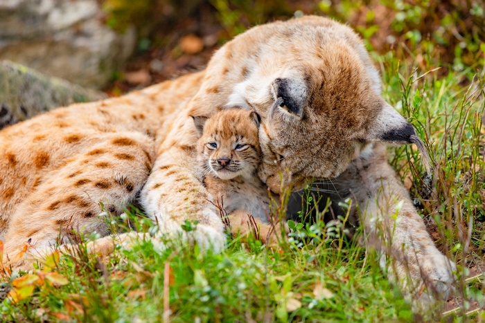 Lynx mother and cub cuddling