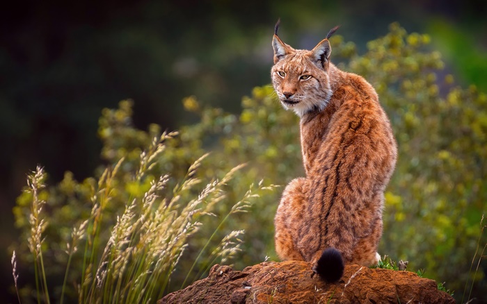 Majestic Lynx looking over its shoulder