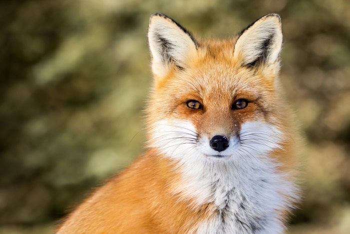 Fox HD HD Wallpaper Rare Gallery