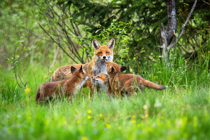 Fox mother and her three playful kits