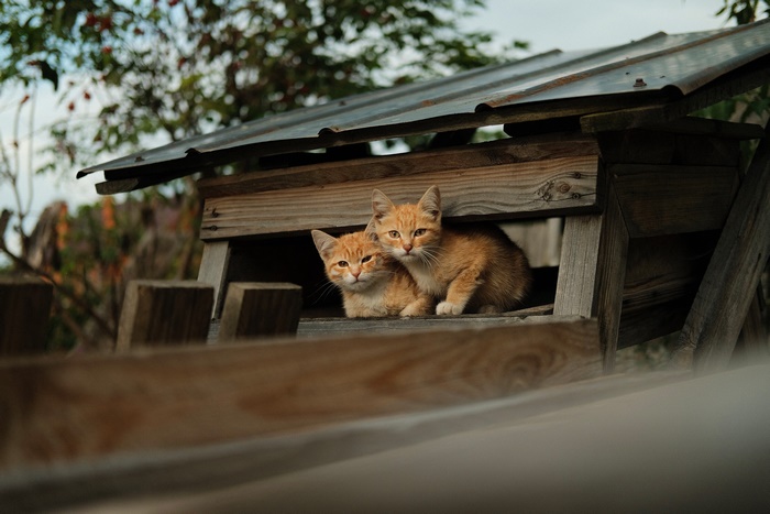 Two cute ginger kittens in a wooden shelter 4K