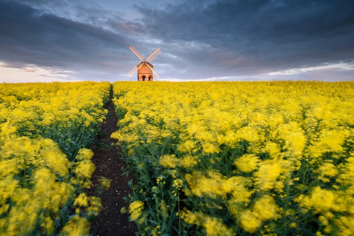 Windmill in yellow rapeseed field with dramatic sky