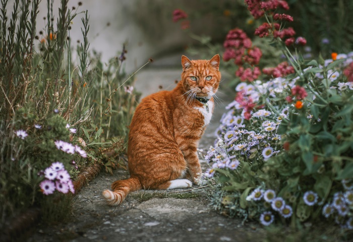 Ginger cat with green eyes in a flower garden