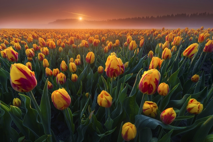Golden Sunrise over a Field of Striped Tulips