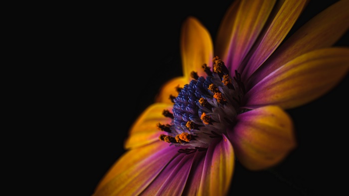 Vibrant Orange and Purple Flower Macro