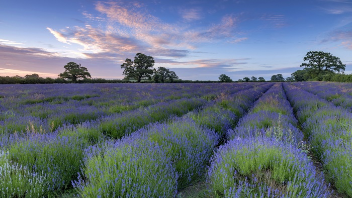 Beautiful Lavender Field at Sunset