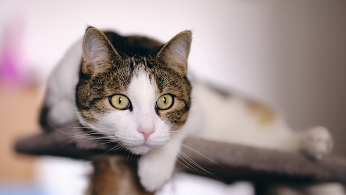 Cute tabby and white cat with striking green eyes
