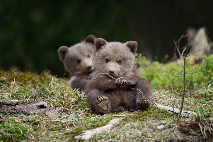 Cute Baby Bear Cubs in Nature 4K