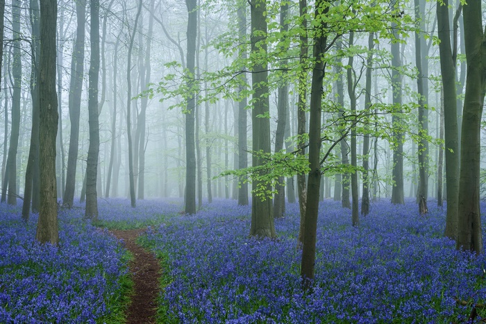 Misty Forest with Bluebells and Path