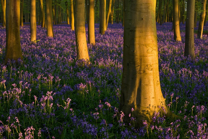 Forest of purple flowers bathed in golden light