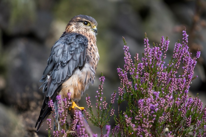Falcon perched among vibrant purple heather flowers