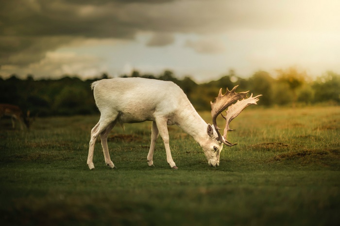White deer with large antlers grazing in a field