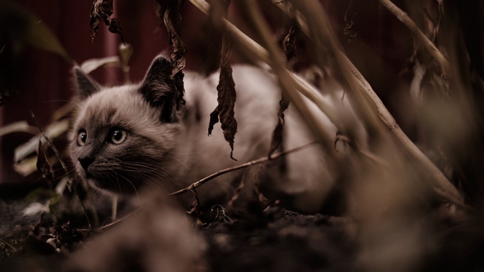 Alert cat peeking through dry leaves