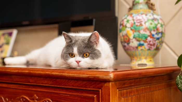 Adorable white and grey cat lying on wooden furniture