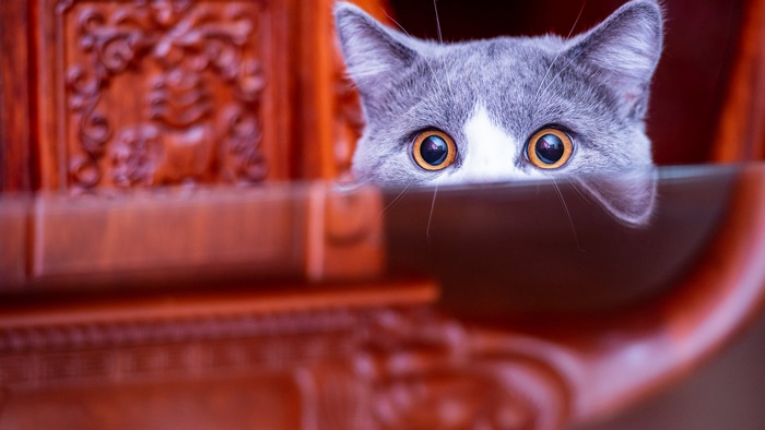 Cat HD, Stare