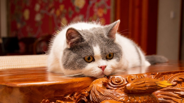 White and grey cat resting on carved wooden table