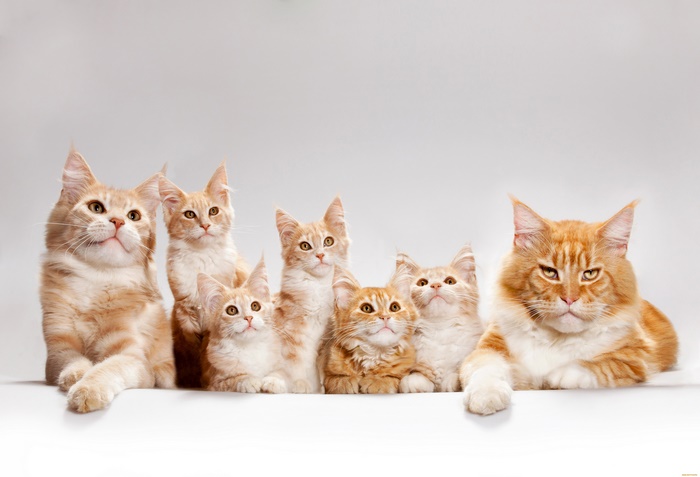 Seven Ginger Maine Coon Cats and Kittens