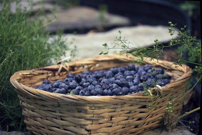 Freshly Picked Blueberries in a Basket