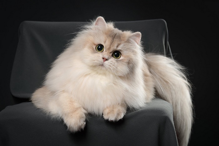 Pet Fluffy Cat with Big Green Eyes