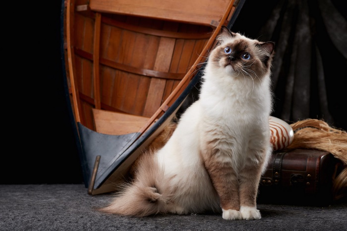 Beautiful Ragdoll cat with blue eyes by a boat