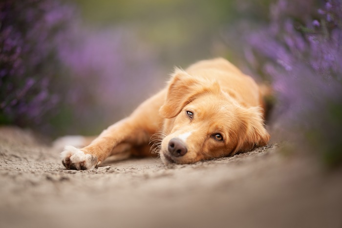 Golden dog resting among purple flowers