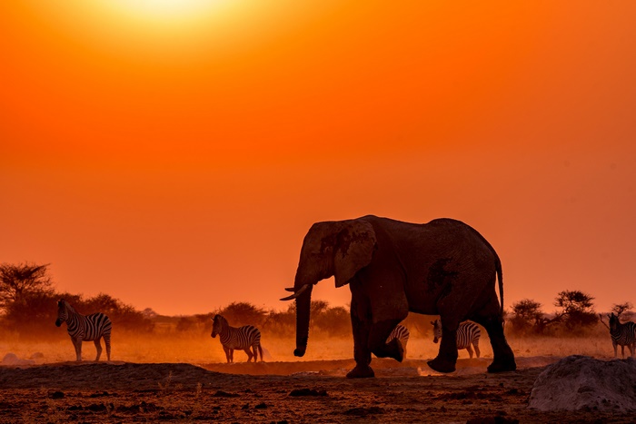 Elephant and Zebras at Sunset in Botswana