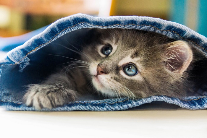 Cute kitten peeking from denim jeans