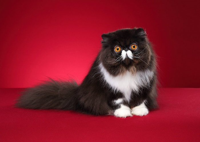 Black and white Persian cat with orange eyes
