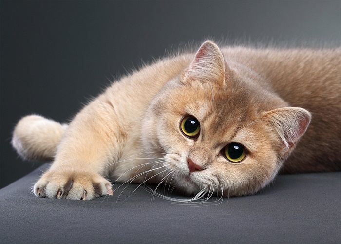 Adorable pet cat with golden eyes