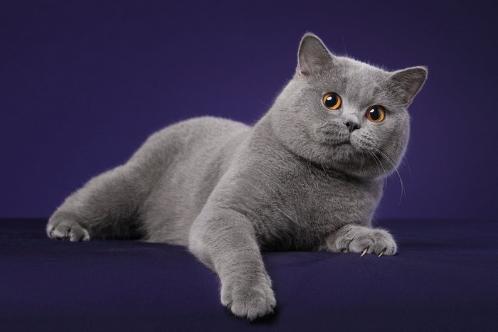 Grey British Shorthair Cat with Orange Eyes