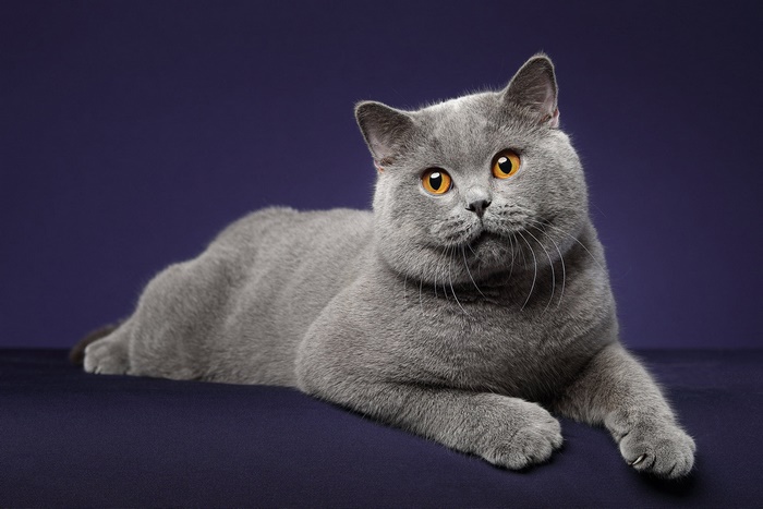 Grey British Shorthair cat with bright orange eyes