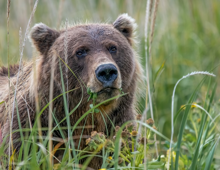 Grizzly Bear Eating Grass in Tall Wildlife