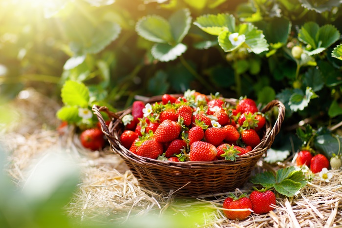 Fresh Strawberries in a Basket on a Sunny Day