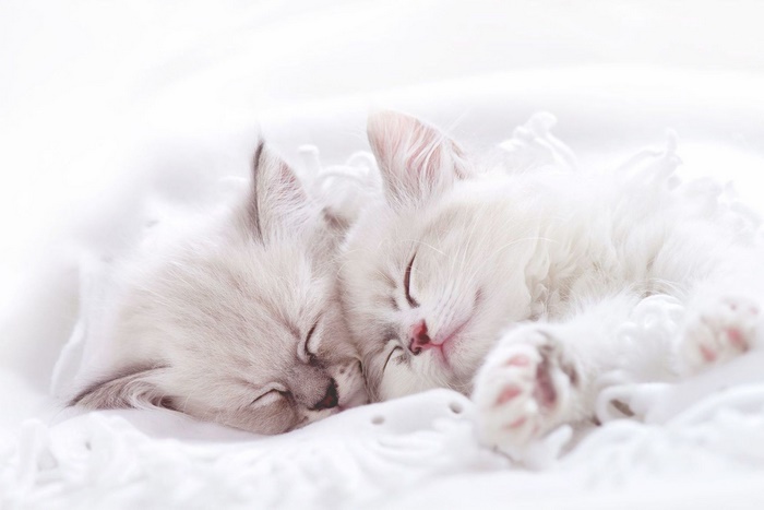 Two adorable kittens sleeping peacefully