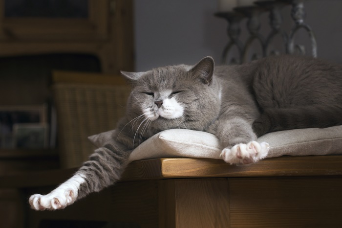 Peaceful grey cat napping with paw dangling