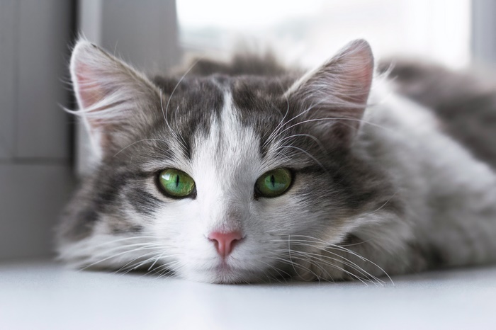 Beautiful fluffy cat with green eyes staring, 4K