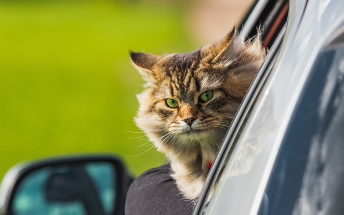 Curious cat looking out car window