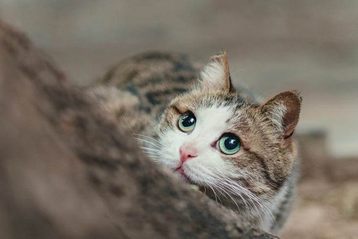 Curious pet cat with wide green eyes peeking