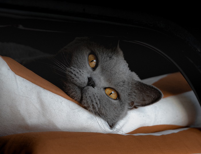 Grey cat with bright orange eyes staring