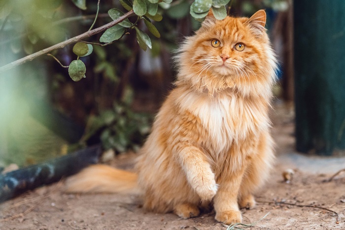 Fluffy orange pet cat sitting outdoors