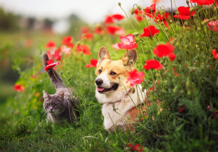 Corgi dog and cat among red poppies
