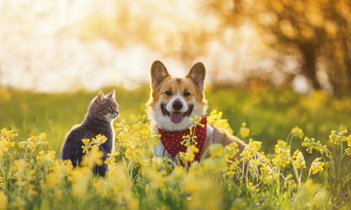 Corgi and Cat in a Sunny Field of Yellow Flowers