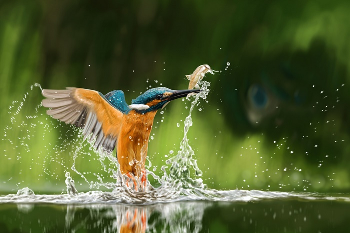 Kingfisher Catching Fish in Water Splash