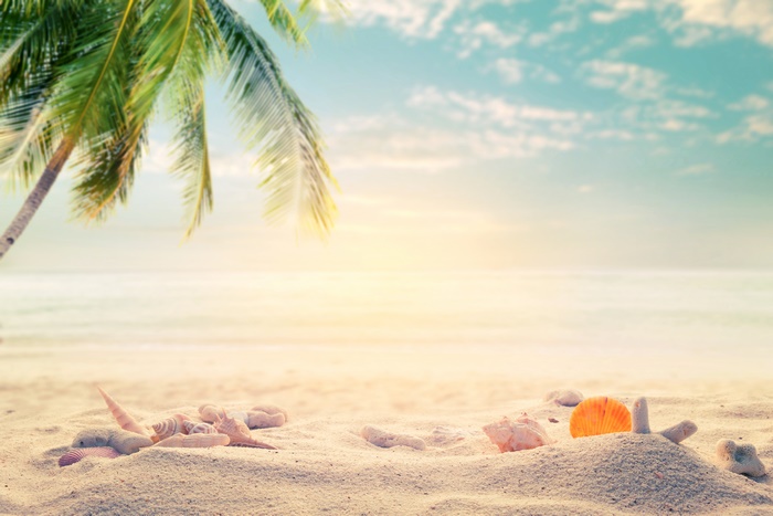 Sandy Beach with Seashells and Palm Tree 4K