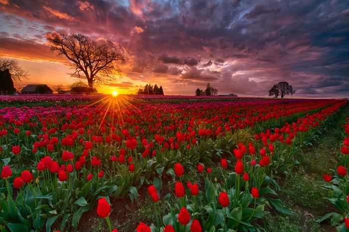 Stunning Sunrise over Red Tulip Field in Oregon