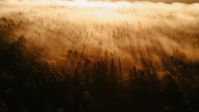 Golden sunbeams through a foggy forest